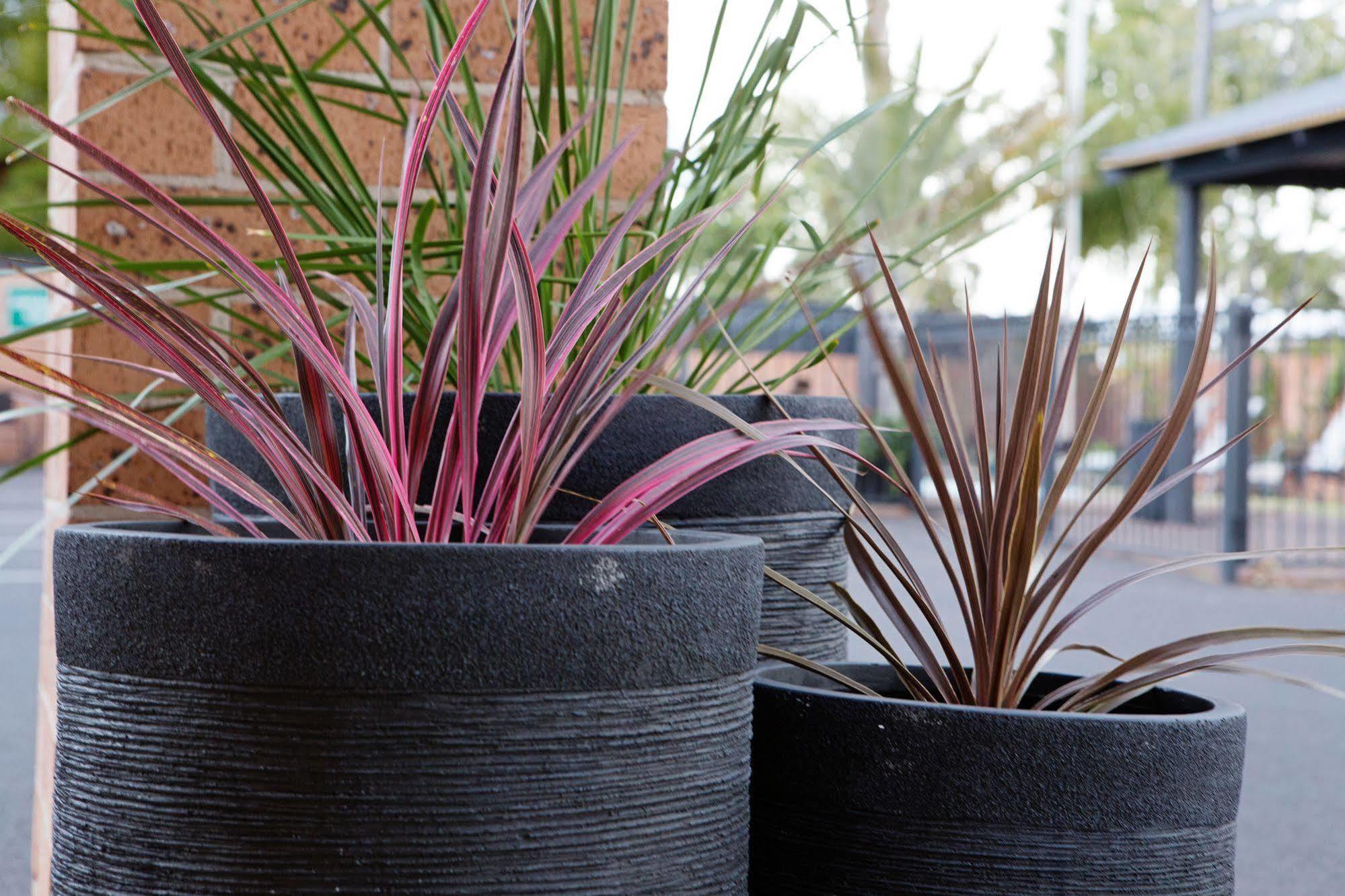 Мотель Bluegum Dubbo (Adults Only) Екстер'єр фото